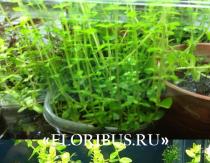 Bacopa caroline Aquarium բույսի bacopa մշակում և բազմացում