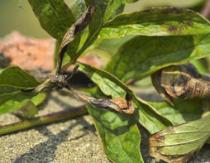 Fungal diseases of peonies and the fight against them, photo