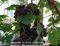 Uvas trepadeiras costeiras