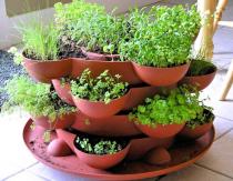 Greens on the windowsill - how to grow edible herbs at home Spicy herbs in pots in the kitchen