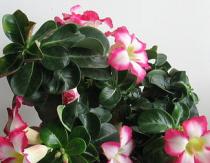 Adenium - an exotic desert rose grown at home