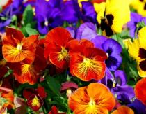 Pansies - beautiful, like in a fairy tale!