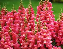 Snapdragon. աճում է սերմերից, երբ տնկել