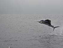 Le poisson le plus rapide du monde Vitesse de l'espadon km h