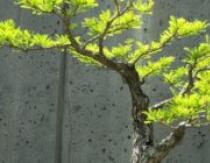 How to Grow Bonsai: A Miniature Windowsill Garden