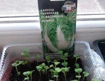 Growing Beijing cabbage in greenhouse conditions