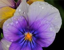 Pansies.  Legends about flowers.  Pansies Is it true that pansies grave flowers