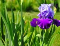 Amazing monochromatic irises: discovering the secret of each color