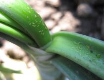 Thrips on indoor plants: how to deal with a pest Prevention of pests